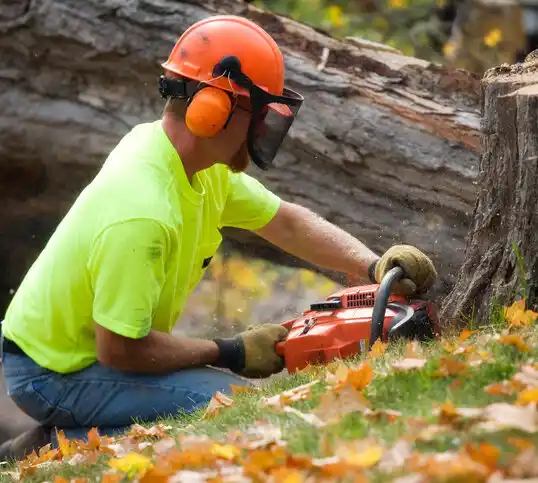 tree services High Falls